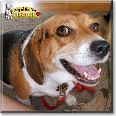 Hector, the Dog of the Day