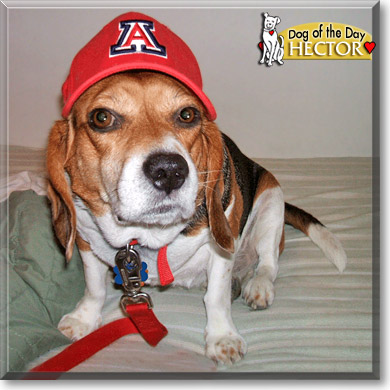 Hector, the Dog of the Day