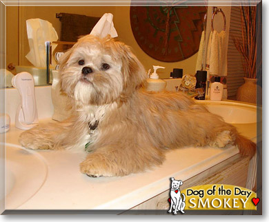 Smokey, the Dog of the Day