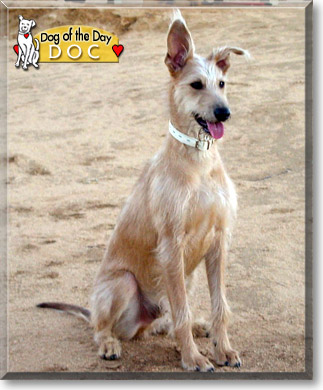 Doc, the Dog of the Day