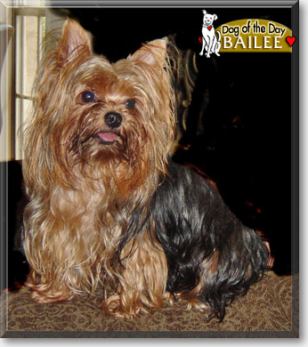 Bailee, the Dog of the Day
