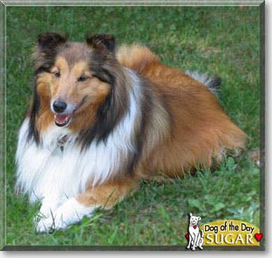 Sugar, the Dog of the Day