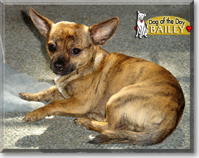Bailey, the Dog of the Day