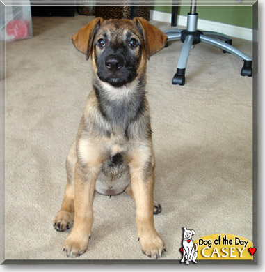 Casey, the Dog of the Day