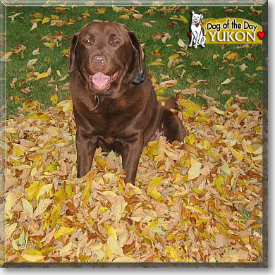 Yukon, the Dog of the Day