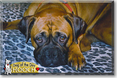Hooch, the Dog of the Day