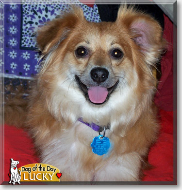 Lucky, the Dog of the Day