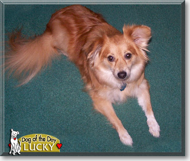 Lucky, the Dog of the Day