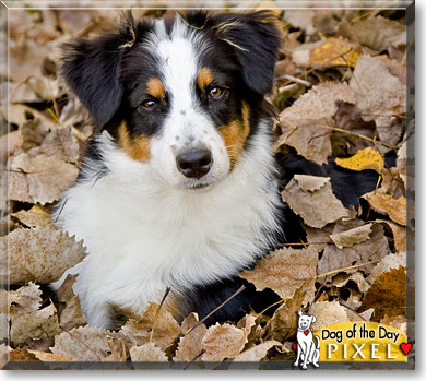 Pixel, the Dog of the Day