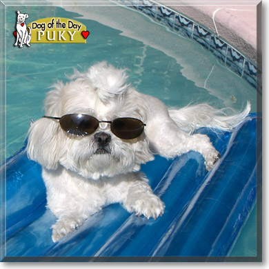 Puky, the Dog of the Day