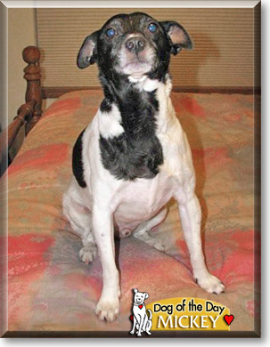 Mickey, the Dog of the Day