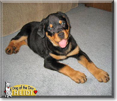 Heidi, the Dog of the Day Heidi, the Dog of the Day