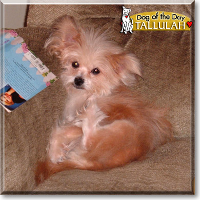 Tallulah, the Dog of the Day Tallulah, the Dog of the Day