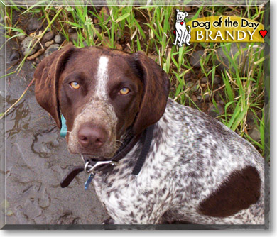 Brandy, the Dog of the Day Brandy, the Dog of the Day
