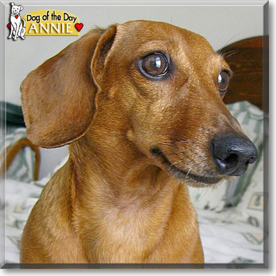 Annie, the Dog of the Day