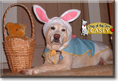 Casey, the Dog of the Day