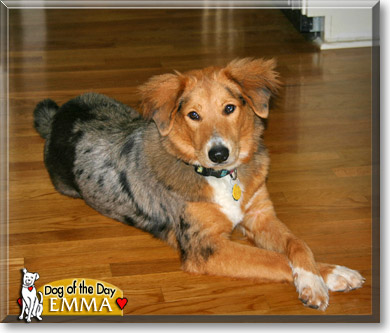Emma, the Dog of the Day Emma, the Dog of the Day