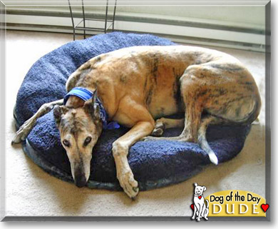 Dude, the Dog of the Day