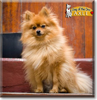 Axle, the Dog of the Day