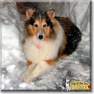 Brandi, the Dog of the Day