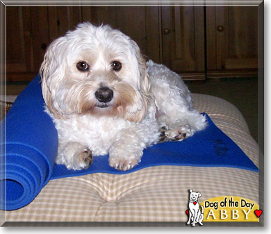 Abby, the Dog of the Day