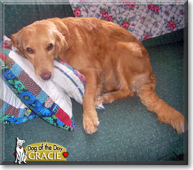 Gracie, the Dog of the Day