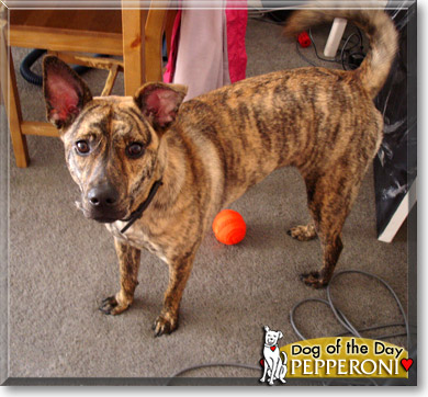 Pepperoni, the Dog of the Day