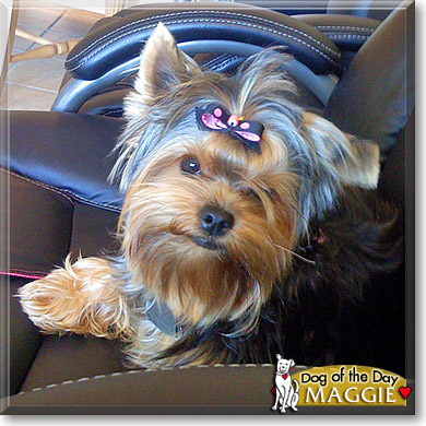Maggie, the Dog of the Day