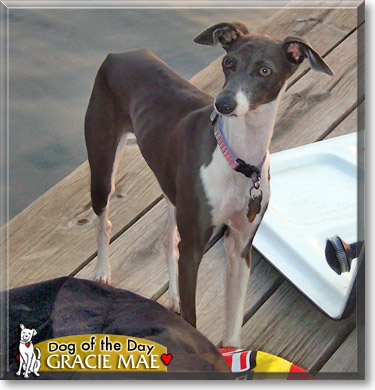 Gracie Mae, the Dog of the Day