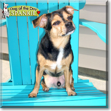 Spankie, the Dog of the Day