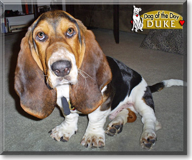 Duke, the Dog of the Day