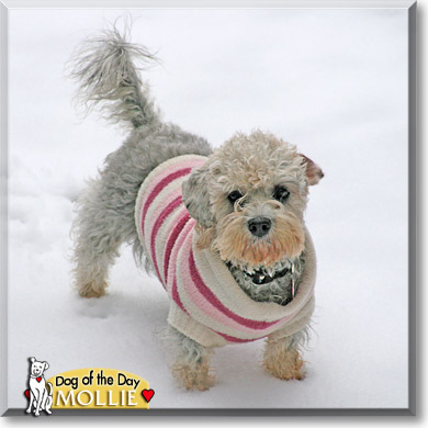 Mollie, the Dog of the Day Mollie, the Dog of the Day