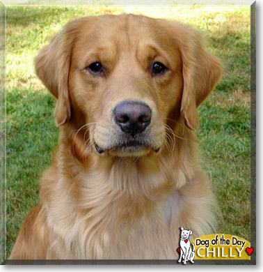 Chilly, the Dog of the Day Chilly, the Dog of the Day