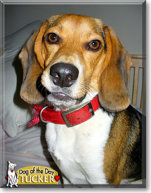 Tucker, the Dog of the Day Tucker, the Dog of the Day