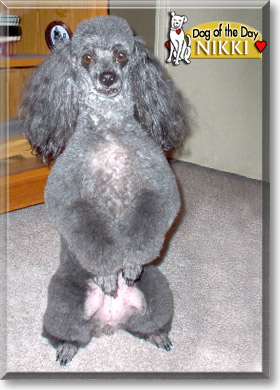 Nikki, the Dog of the Day