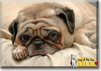Lily, the Dog of the Day