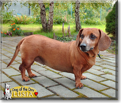 Lusia, the Dog of the Day Lusia, the Dog of the Day