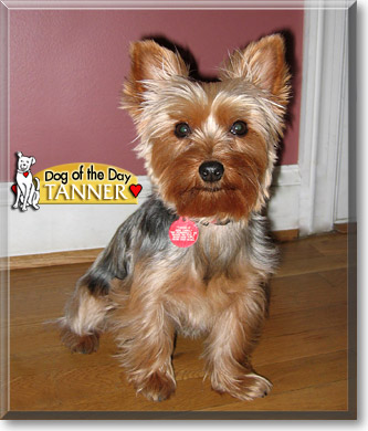 Tanner, the Dog of the Day