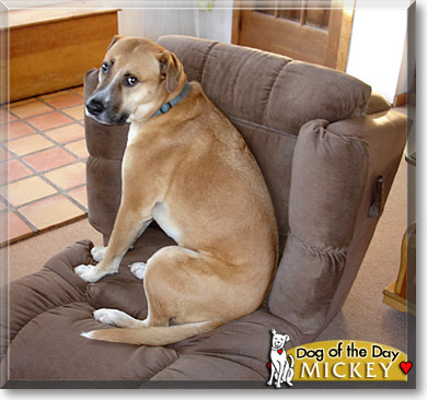 Mickey, the Dog of the Day