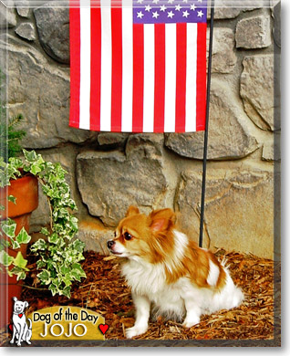 JoJo, the Dog of the Day