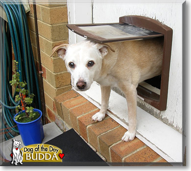 Budda, the Dog of the Day Budda, the Dog of the Day