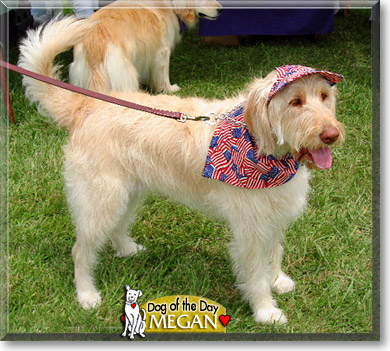 Megan, the Dog of the Day
