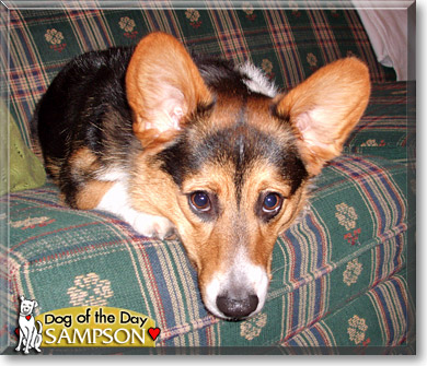 Sampson, the Dog of the Day Sampson, the Dog of the Day