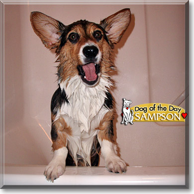 Sampson, the Dog of the Day Sampson, the Dog of the Day