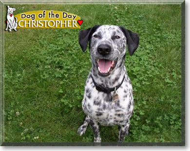 Christopher, the Dog of the Day Christopher, the Dog of the Day