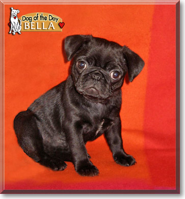Bella, the Dog of the Day Bella, the Dog of the Day