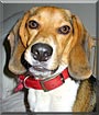 Tucker