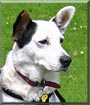 Muttley