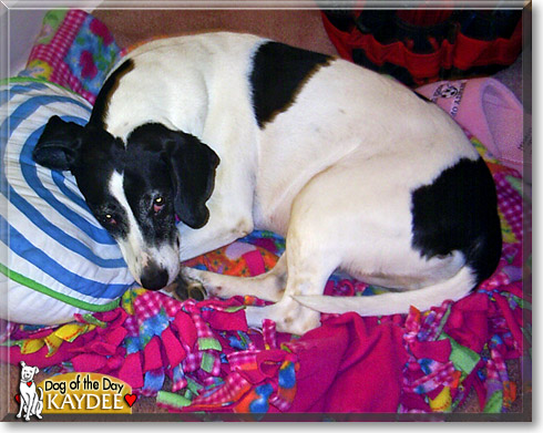 Kaydee, the Dog of the Day Kaydee, the Dog of the Day