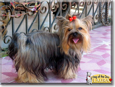 Laura, the Dog of the Day